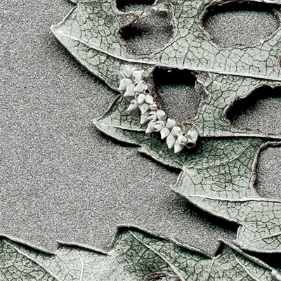 detallehojas1
