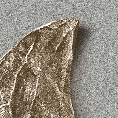 detallehojas2
